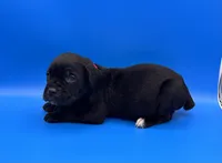 processed/1d69eca0-88fe-44ac-86a6-6f67cd0775ef/listing/1d3181fb-a720-419c-9a07-a86b0fdfc2ac/fc2f9c5e-d9aa-45e0-8dcf-7436e3240b6d