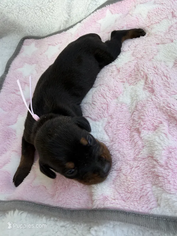 Black female w/ pink collar – Doberman Pinscher puppy for sale in Lula, GA