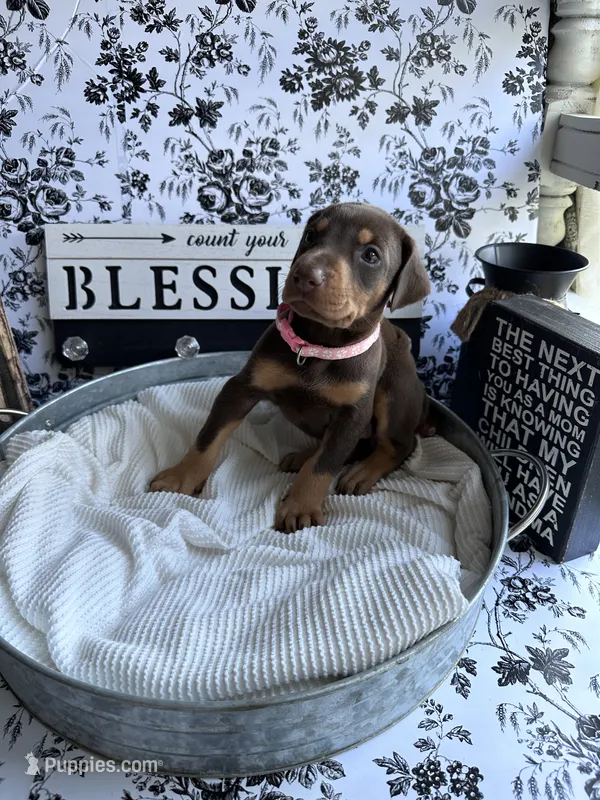 Red female pink collar  – Doberman Pinscher puppy for sale in Lula, GA