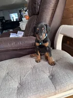 Black male  blue collar, a male Doberman Pinscher for sale in Lula, GA – 4 of 4