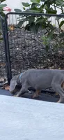 Blue male , a male Doberman Pinscher for sale in Lula, GA – 4 of 6