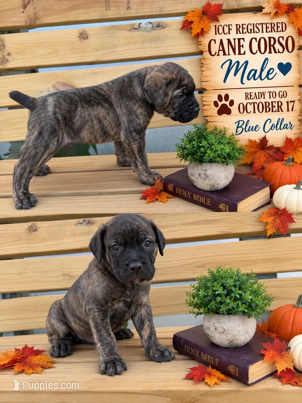 Brindle male Blue collar  – Cane Corso puppy for sale in Lula, GA