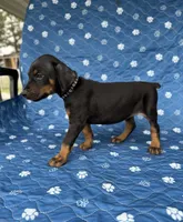 Black female black collar , a female Doberman Pinscher for sale in Lula, GA – 7 of 7