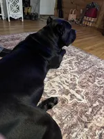 Blue girl green collar , a female Cane Corso for sale in Lula, GA – 8 of 9