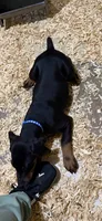Black male blue collar.  , a male Doberman Pinscher for sale in Lula, GA – 3 of 6