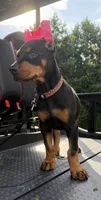 Black female leopard  collar , a female Doberman Pinscher for sale in Lula, GA – 2 of 6