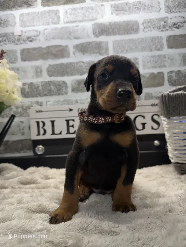 Black male brown collar  – Doberman Pinscher puppy for sale in Lula, GA