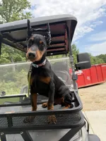 Zara, a female Doberman Pinscher for sale in Lula, GA – 3 of 7