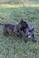 Brindle boy, a male Cane Corso for sale in Lula, GA – 2 of 7