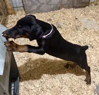 Black female pink collar , a female Doberman Pinscher for sale in Lula, GA – 4 of 8