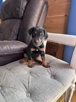Black male  blue collar, a male Doberman Pinscher for sale in Lula, GA – 2 of 4