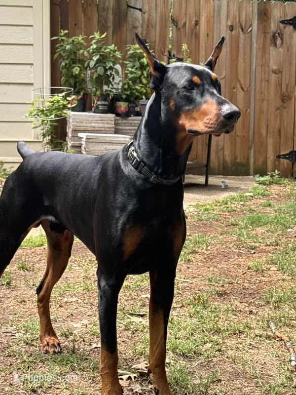 Doberman , a  Doberman Pinscher for sale in Lula, GA – 1 of 1