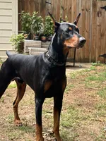 Doberman , a  Doberman Pinscher for sale in Lula, GA – 1 of 1