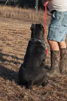 Blue girl pink collar. , a female Cane Corso for sale in Lula, GA – 7 of 10