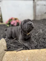 Blue female ears cropped , a female Cane Corso for sale in Lula, GA – 4 of 6