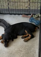Sasha, a female Doberman Pinscher for sale in Lula, GA – 4 of 5