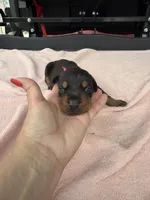 Black female , a female Doberman Pinscher for sale in Lula, GA – 2 of 6