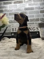 Black male brown collar , a male Doberman Pinscher for sale in Lula, GA – 4 of 4