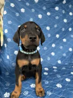 Black male blue collar, a male Doberman Pinscher for sale in Lula, GA – 2 of 4