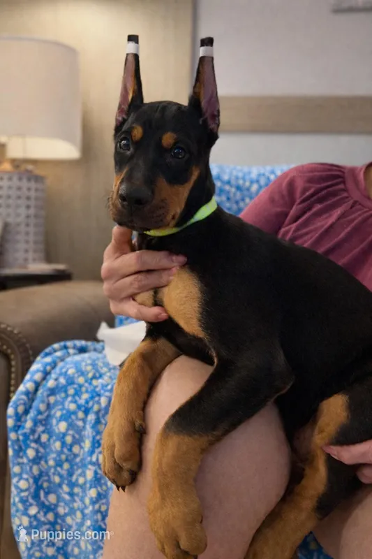 Black female  – Doberman Pinscher puppy for sale in Lula, GA