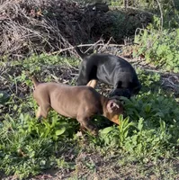 Black female , a female Doberman Pinscher for sale in Lula, GA – Photo 3 of 4