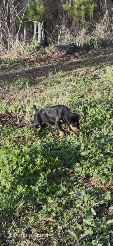 Black female  – Doberman Pinscher puppy for sale in Lula, GA