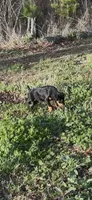 Black female , a female Doberman Pinscher for sale in Lula, GA – Photo 1 of 4