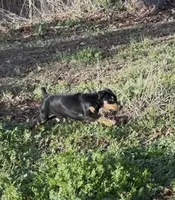 Black female , a female Doberman Pinscher for sale in Lula, GA – Photo 4 of 4