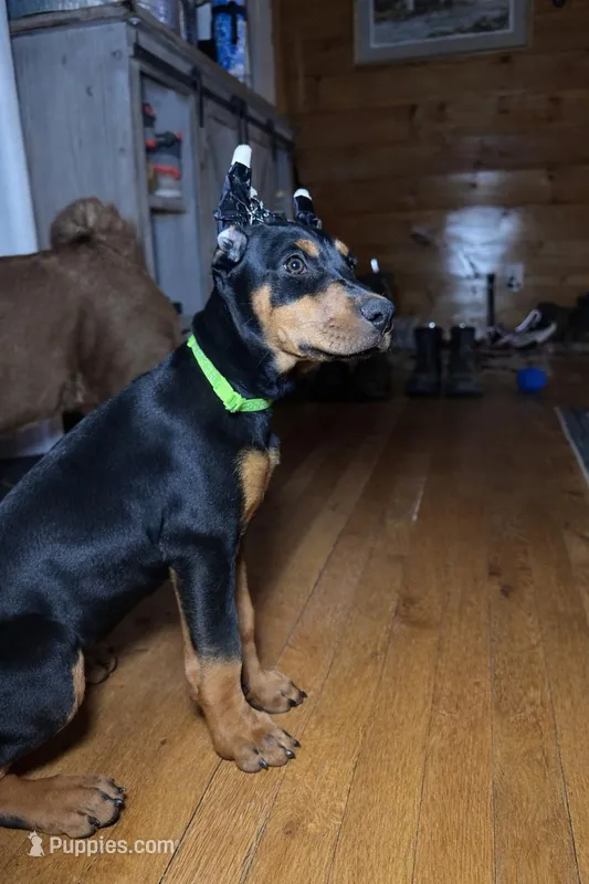 Black female  – Doberman Pinscher puppy for sale in Lula, GA