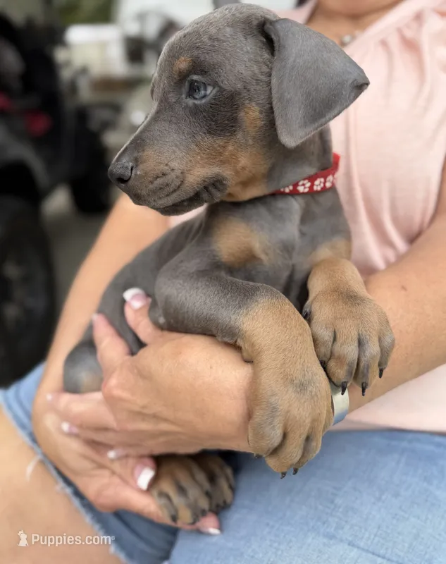 Blue male red collar  – Doberman Pinscher puppy for sale in Lula, GA