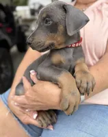 Blue male red collar , a male Doberman Pinscher for sale in Lula, GA – 1 of 6