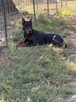 Black male , a male Cane Corso for sale in Lula, GA – 7 of 9