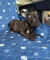 Brindle boy 2 , a male Cane Corso for sale in Lula, GA – 3 of 5