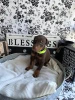 Red female green collar, a female Doberman Pinscher for sale in Lula, GA – 3 of 7