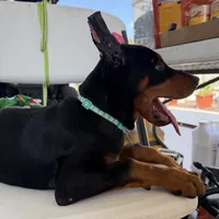 Teal collar girl, a female Doberman Pinscher for sale in Lula, GA – 5 of 6