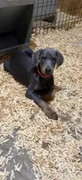 Blue male red collar , a male Doberman Pinscher for sale in Lula, GA – 4 of 7