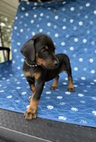 Black female black collar , a female Doberman Pinscher for sale in Lula, GA – 4 of 7