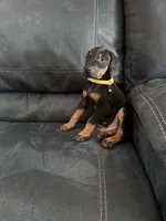 Black female yellow collar , a female Doberman Pinscher for sale in Lula, GA – 2 of 2