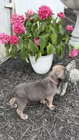 Blue female fawn points ears cropped , a female Cane Corso for sale in Lula, GA – 5 of 5