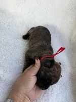 Brindle male red collar, a male Cane Corso for sale in Lula, GA – 5 of 6
