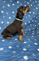Black male blue collar, a male Doberman Pinscher for sale in Lula, GA – 3 of 4