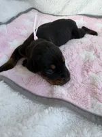 Black female w/ pink collar, a female Doberman Pinscher for sale in Lula, GA – 3 of 4