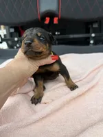 Black male , a male Doberman Pinscher for sale in Lula, GA – 4 of 6