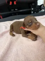 Red female , a female Doberman Pinscher for sale in Lula, GA – 4 of 7
