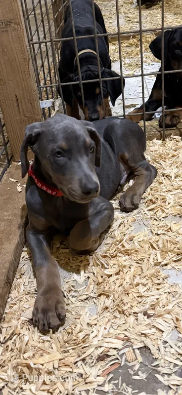 Blue male red collar  – Doberman Pinscher puppy for sale in Lula, GA