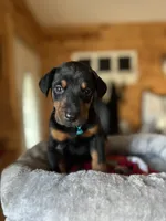 Black male  blue collar, a male Doberman Pinscher for sale in Lula, GA – 1 of 4