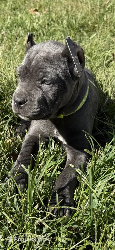 Blue girl green collar  – Cane Corso puppy for sale in Lula, GA