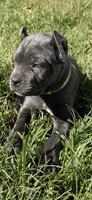 Blue girl green collar , a female Cane Corso for sale in Lula, GA – 1 of 9