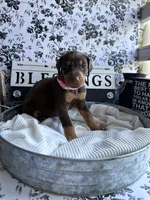Red female pink collar , a female Doberman Pinscher for sale in Lula, GA – 9 of 9