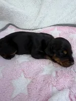 Black female , a female Doberman Pinscher for sale in Lula, GA – 2 of 3